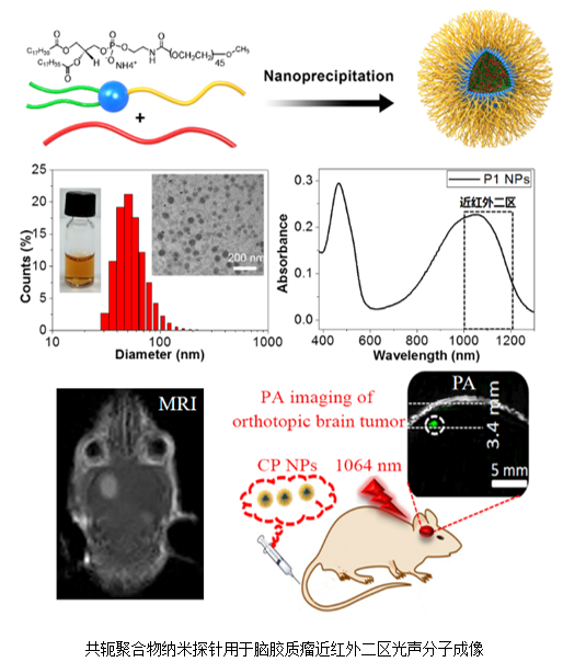 深圳先进院在脑胶质瘤多模态分子成像探针领域取得重要进展