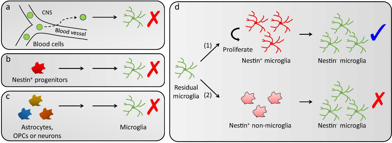 《自然·神经科学》：深圳先进院首破脑内再殖小胶质细胞起源之谜
