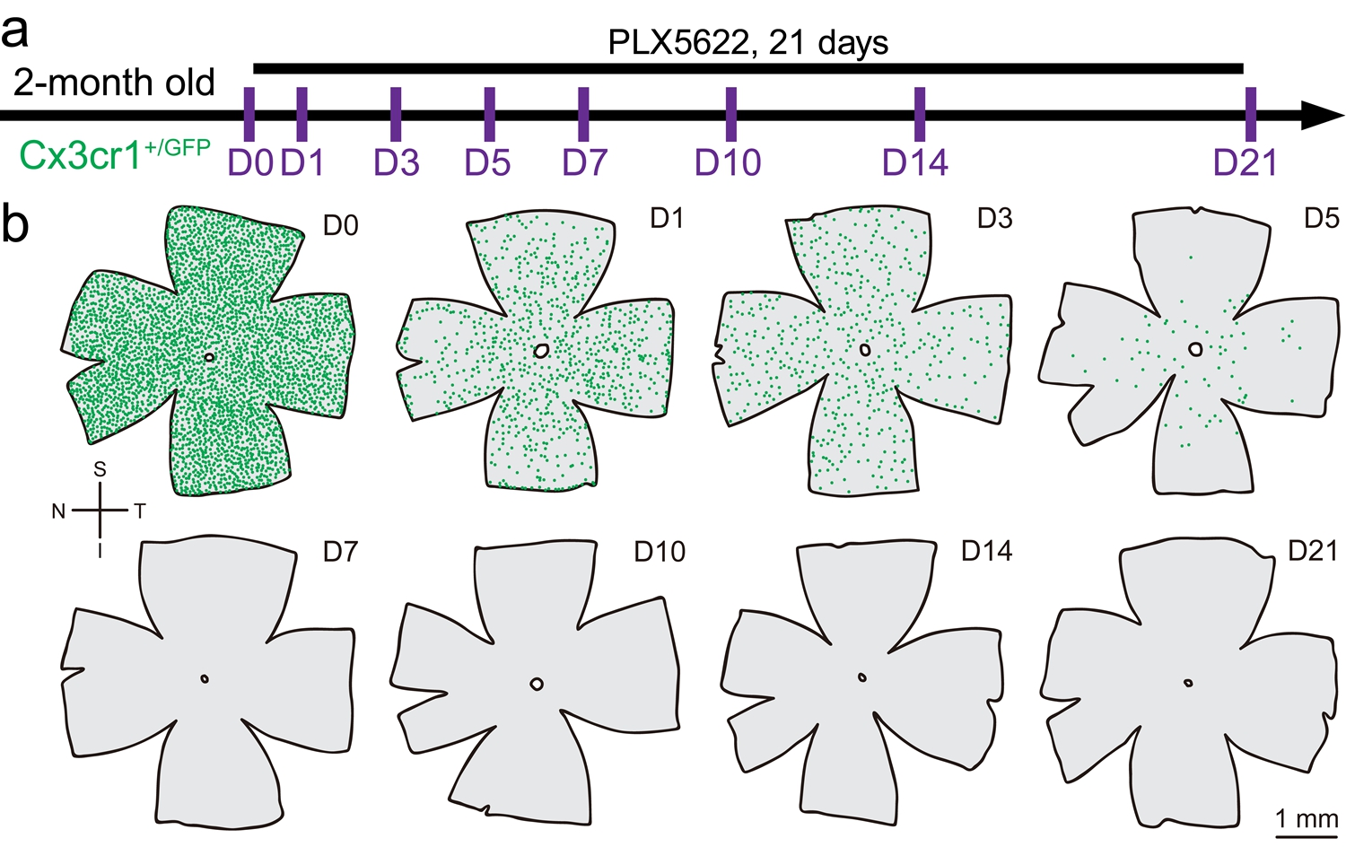 深圳先进院等首次发现视网膜内再殖小胶质细胞的多起源途径