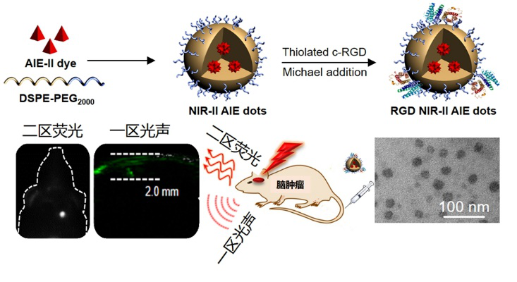 深圳先进院脑肿瘤近红外二区聚集诱导发光探针研究获进展