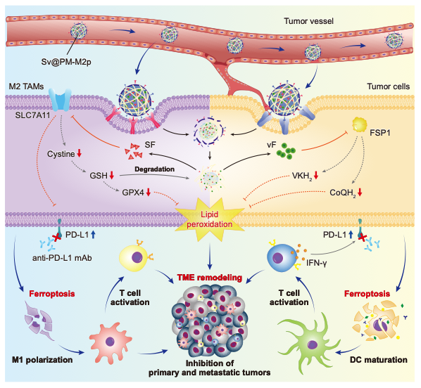 Nature Communications | 揭示治疗抵抗新靶点，精准狙击肿瘤“免疫逃逸帮凶”