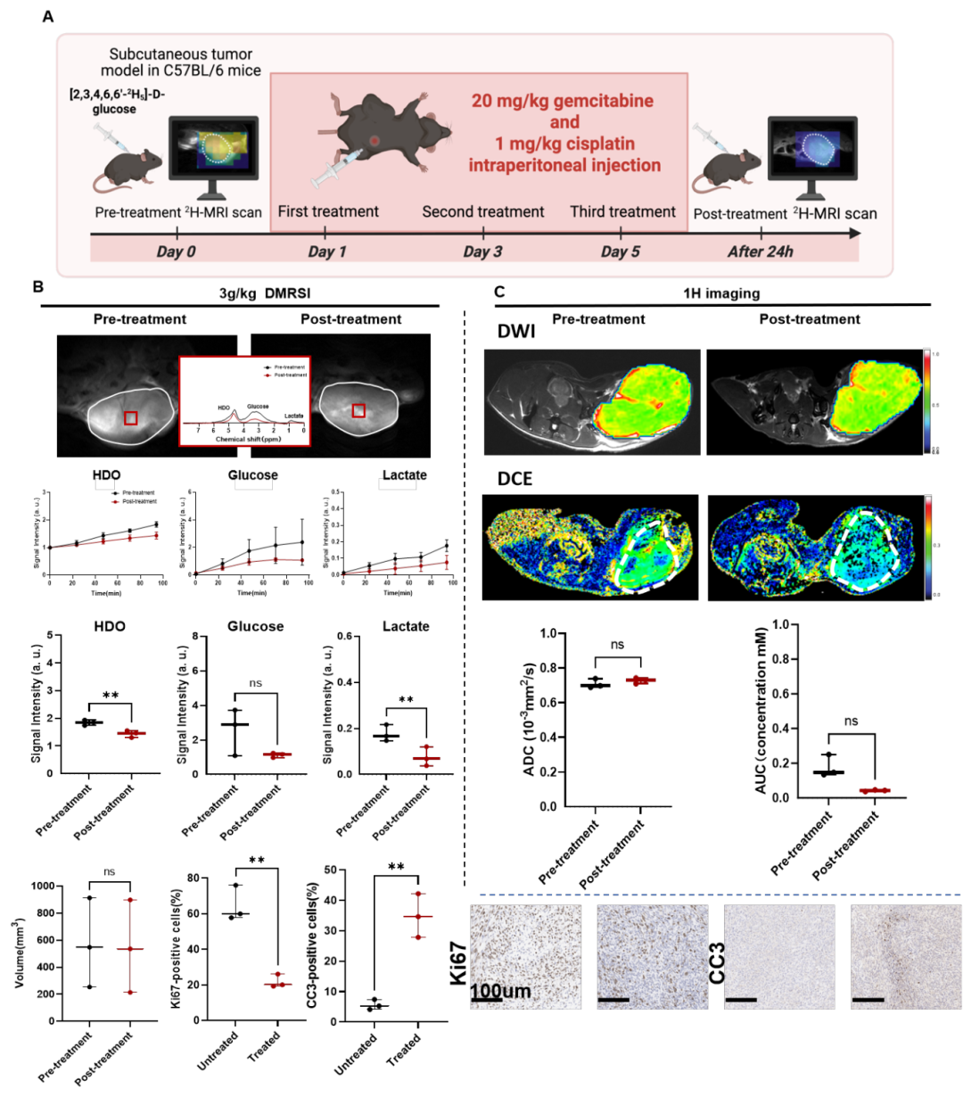 Advanced Science | 磁共振氘波谱成像实现膀胱癌化疗疗效的早期监测