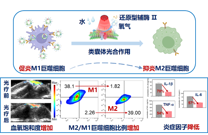 Nature Nanotechnology | 类囊体光学诊疗探针可视化重塑炎症微环境