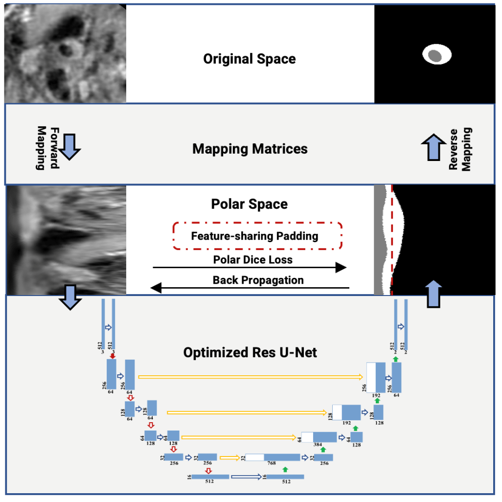 European Radiology | 创新极坐标AI模型将血管“展开”分析
