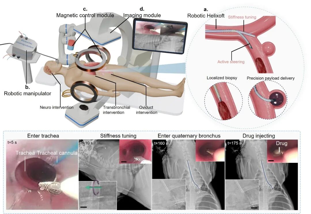 Nature Communications | 主动导航微型可调刚度机器人赋能介入手术 实现小腔道精准取样与靶向转运